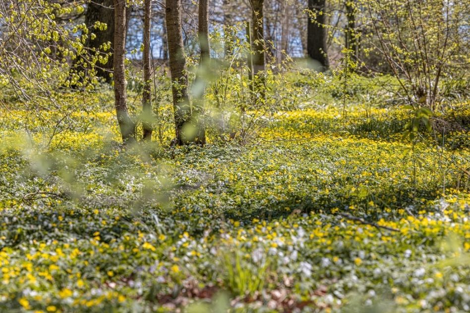 Frühlingshafter Wald am Bodensee mit frischem Grün und gelben Wildblumen beim Seegut Zeppelin
