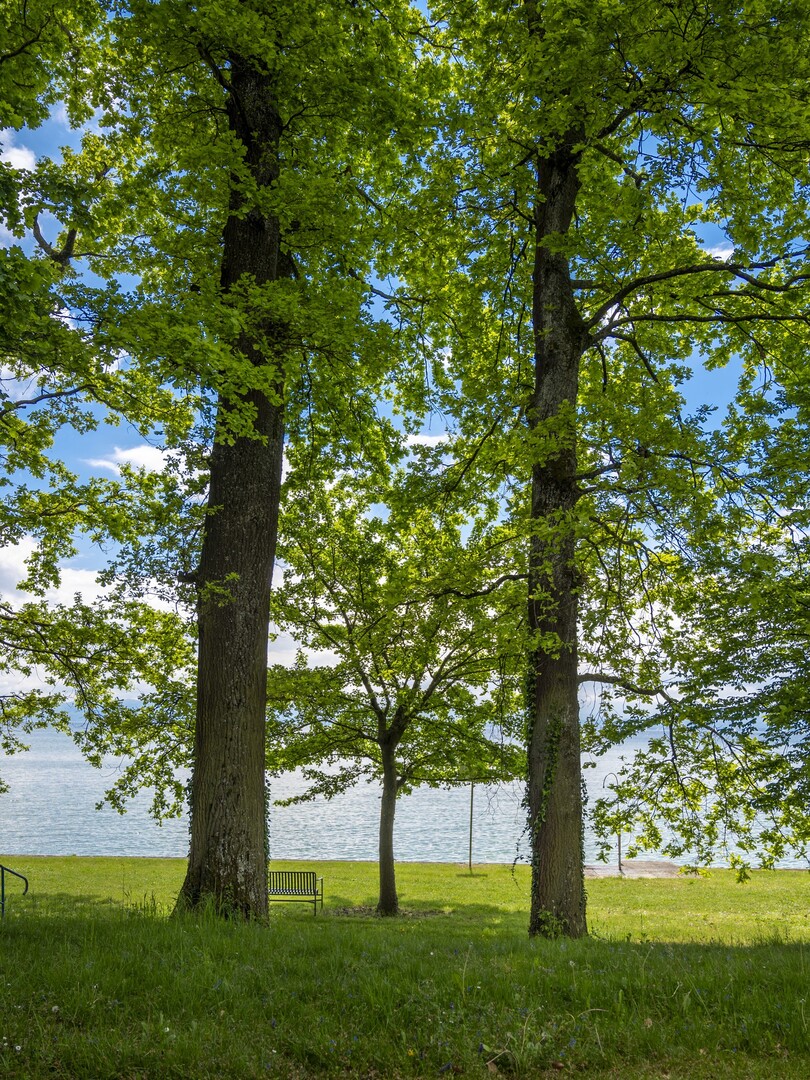 Buchen im Landschaftspark am Bodensee – Seegut Zeppelin 