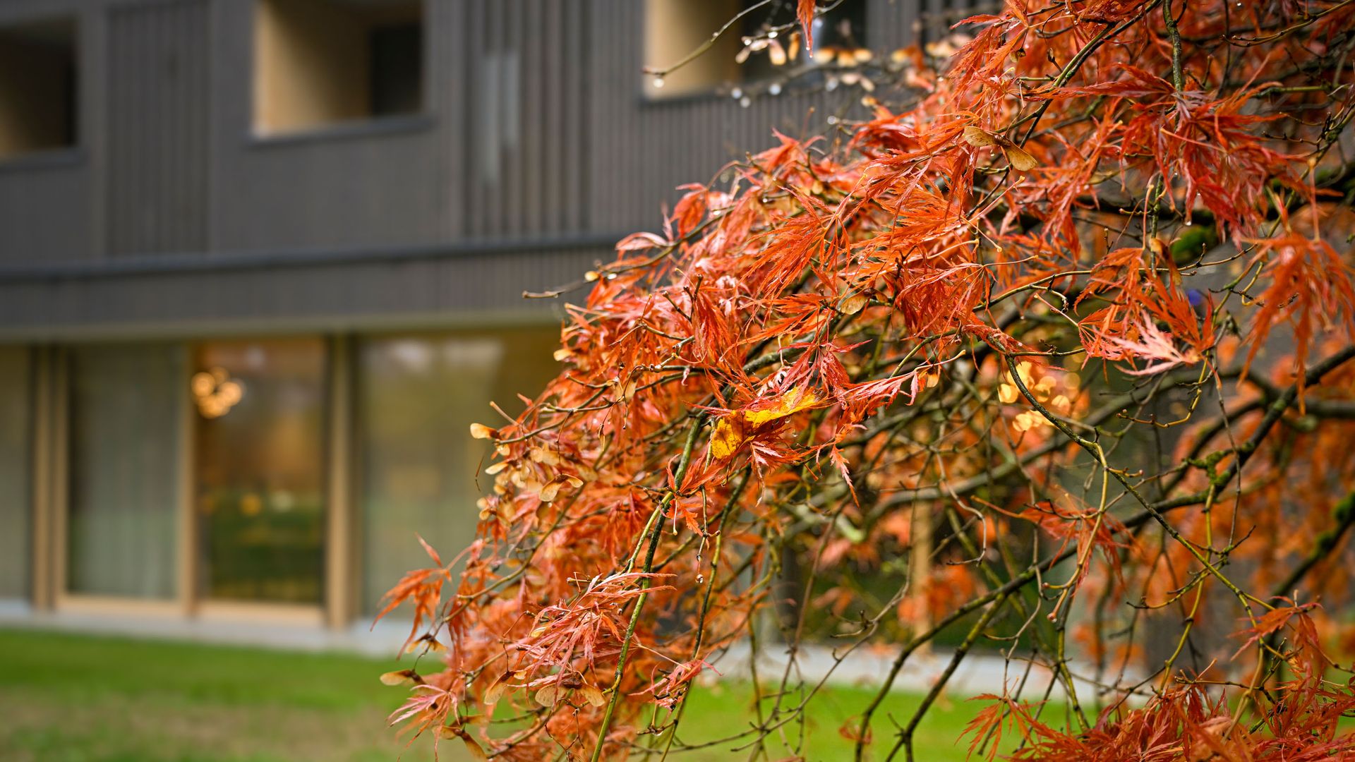 Roter Fächerahorn im Herbst vor der Holzfassade des Seegut Zeppelin in Friedrichshafen am Bodensee