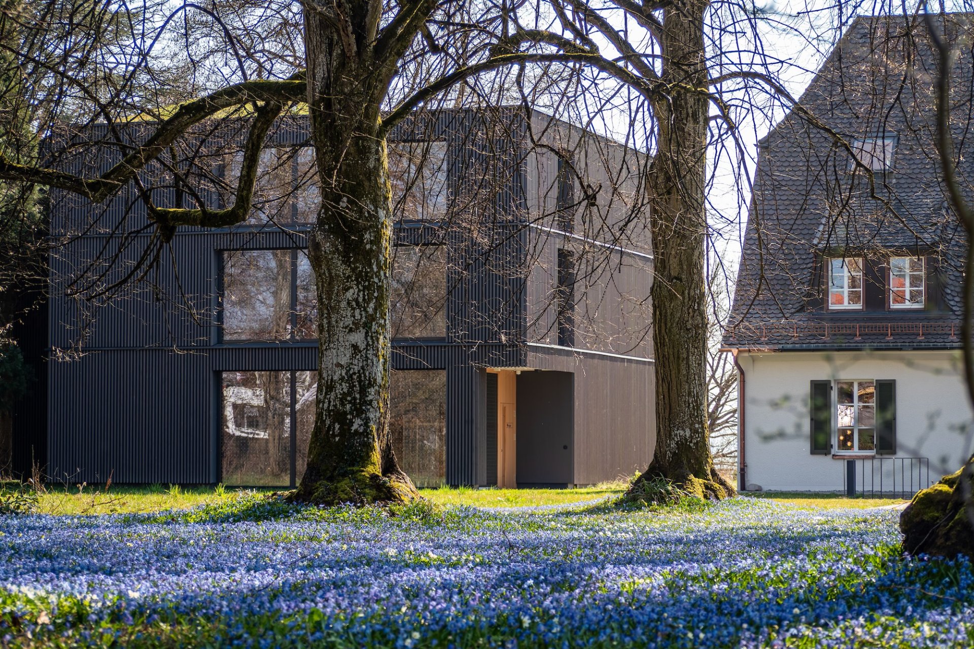 Blausterne blühen im Frühling unter alten Bäumen vor Villa und Neubau des Seegut Zeppelin am Bodensee