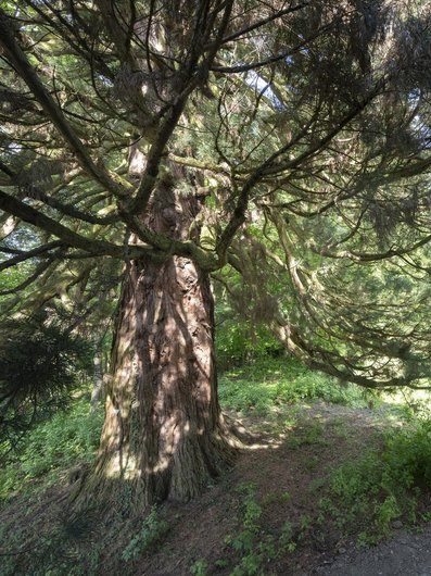 Alter Mammutbaum im Park des Seegut Zeppelin