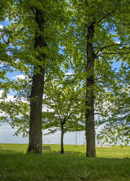 Buchen im Landschaftspark am Bodensee – Seegut Zeppelin 