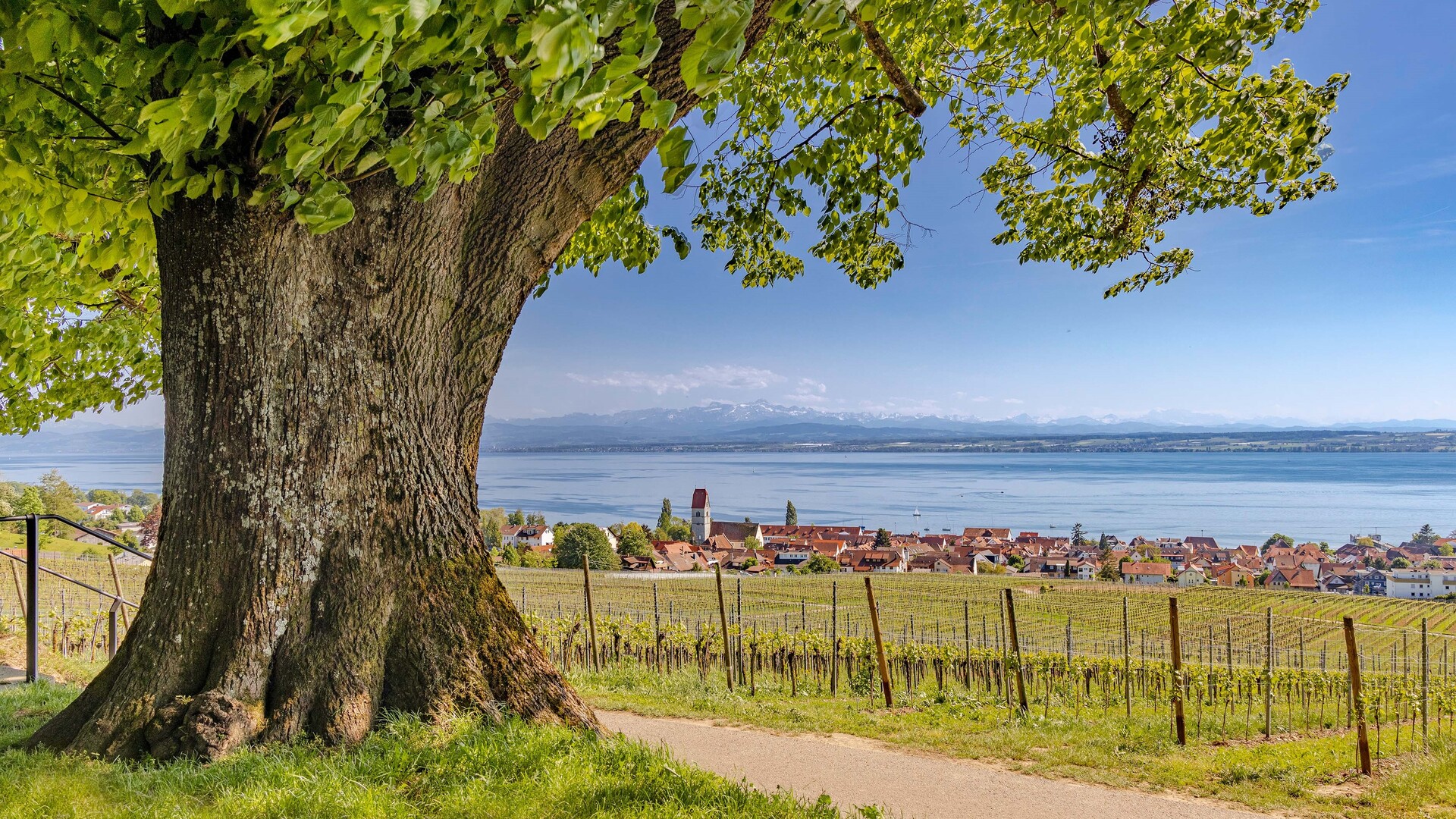 Bodensee intensiv Alte Linde auf einem Hügel mit Weinbergen und Blick über den See